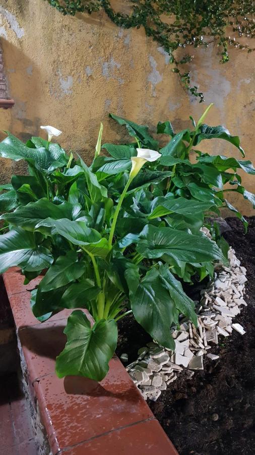 斯卡法蒂Il Giardino Sul Corso公寓 外观 照片